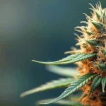 CBDEAe cbd pas cher