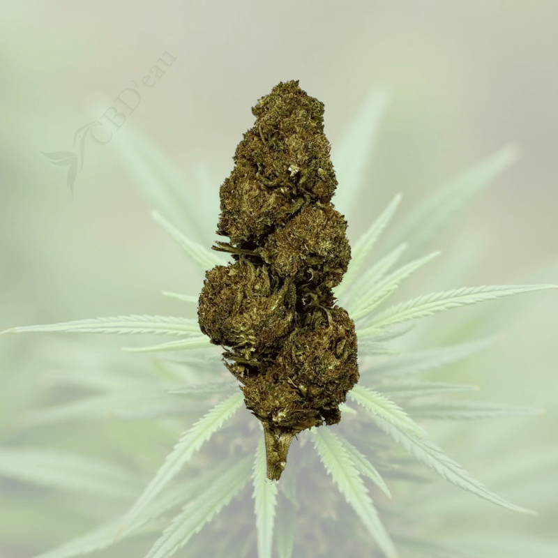 blueberrycbd