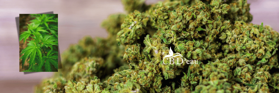 cbd-pas-cher
