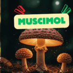 Le Mystérieux Sédatif et Hallucinogène de la Nature : Le Muscimol