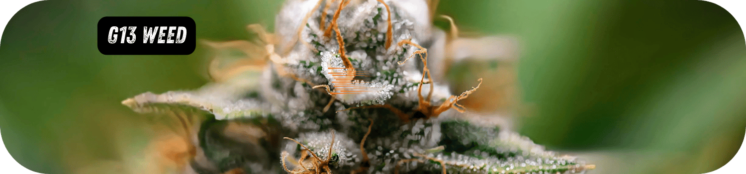G13 Weed