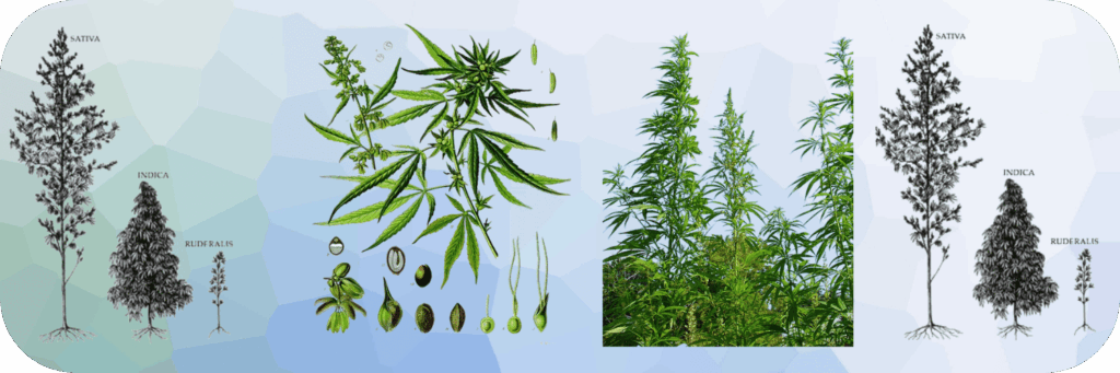 Histoire du cannabis : 12 000 ans de relation entre l&rsquo;humain et la plante