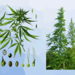 Histoire du cannabis : 12 000 ans de relation entre l&rsquo;humain et la plante