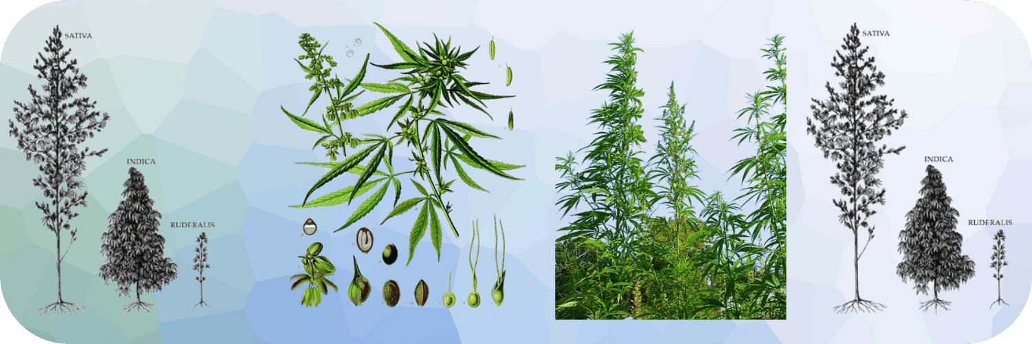 Histoire du cannabis : 12 000 ans de relation entre l&rsquo;humain et la plante