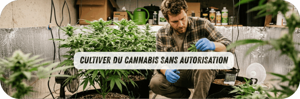 Cultiver du Cannabis sans Autorisation : le Délit Pénal que Beaucoup Sous-estiment en 2026