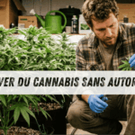 Cultiver du Cannabis sans Autorisation : le Délit Pénal que Beaucoup Sous-estiment en 2026