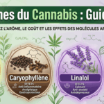 Les terpènes du cannabis : guide complet