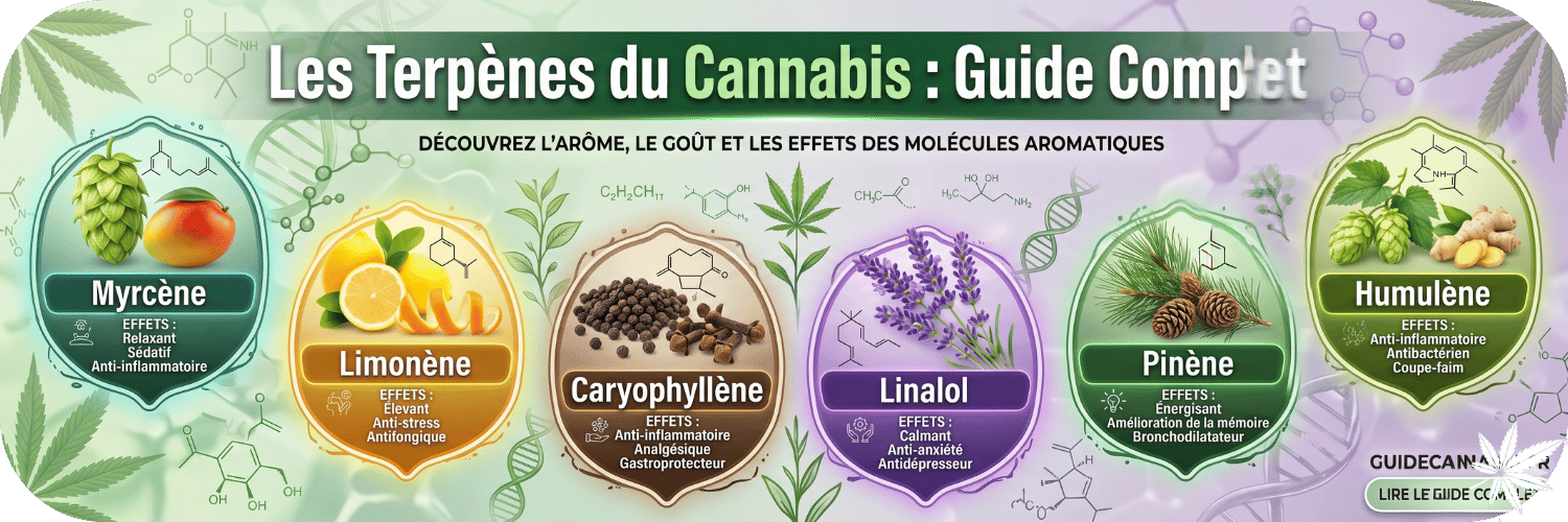 Les terpènes du cannabis : guide complet